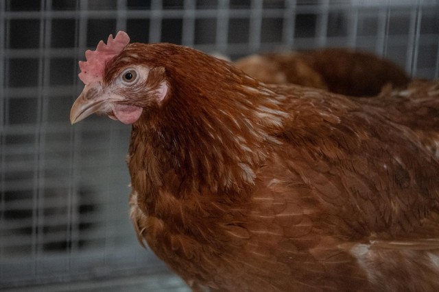 Nie potwierdzono ptasiej grypy u kur z ferm sąsiadujących z grzebowiskiem w Glinczu