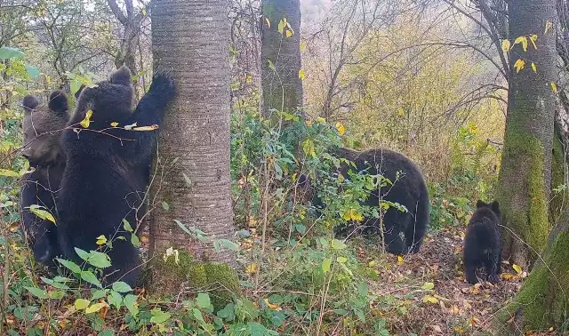 Na najnowszym filmiku z terenu leśnictwa Polanki można obejrzeć małe niedźwiadki w towarzystwie mamy. Na nagraniu widać, jak ocierają się o korę i wspólnie bawią się w środku lasu.