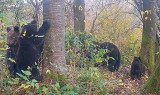 Niedźwiedzia rodzinka przyłapana na spacerze w Bieszczadach - WIDEO