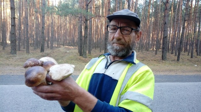 Leszek Jurczak ze Smolna Wielkiego uwielbia zbierać grzyby. W środę (10 października) wybrał się do lasu w okolicach Wojnowa. Znalazł kilkadziesiąt prawdziwków.- Uwielbiam zbierać grzyby. Jak się pokazują, jak jest wysyp, to rzucam wszystko i idę do lasu - uśmiecha się Leszek Jurczak ze Smolna Wielkiego. Co zrobi z prawdziwkami, których w środę znalazł kilkadziesiąt? Zgotuje sos? Ususzy? Zaprawi?- Nie, oddam komuś. Nie jem grzybów, przestałem je jeść 20-30 lat temu - dodaje pan Leszek. - Teraz zbieram dla przyjemności. W koszyku mam pędzelek, żeby ładnie oczyścić korzeń...O tym, że w lasach pod Wojnowem pojawiły się grzyby, wiemy też od innych Czytelników „Gazety Lubuskiej”. Zresztą spójrzcie na zdjęcia!Zobacz też wideo: Grzyby w Niedoradzu są zawsze