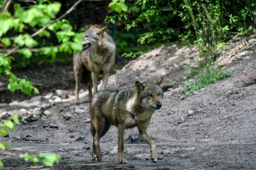 Dwa wilki zaatakowały psa w Kozich Laskach pod Nowym...