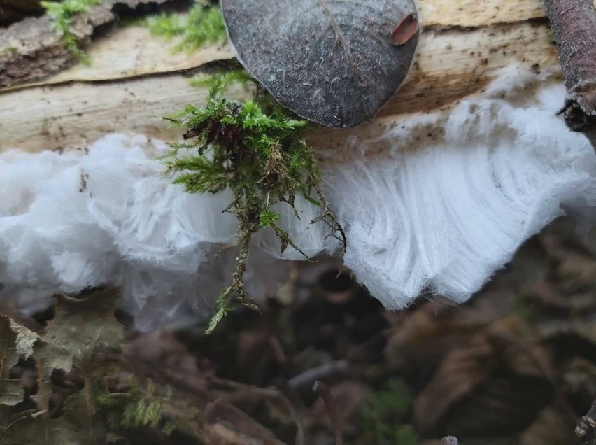 Lód wyglądający jak włosy powstaje przy udziale grzybów...