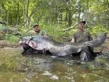 Oto prawdziwe monstrum. Polacy wyłowili suma-giganta. Ważył 100 kg i mierzył 245 cm!