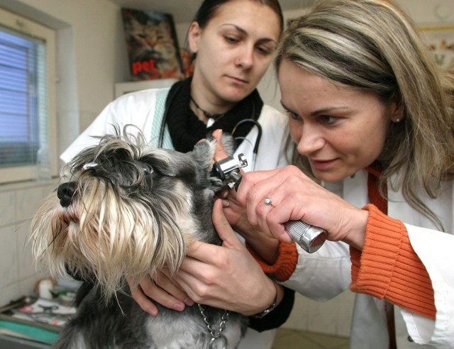 10 zł mniej zapłaci właściciel psa, jeżeli zdecyduje się na trwałe oznakowanie swojego pupila chipem lub tatuażem identyfikacyjnym.