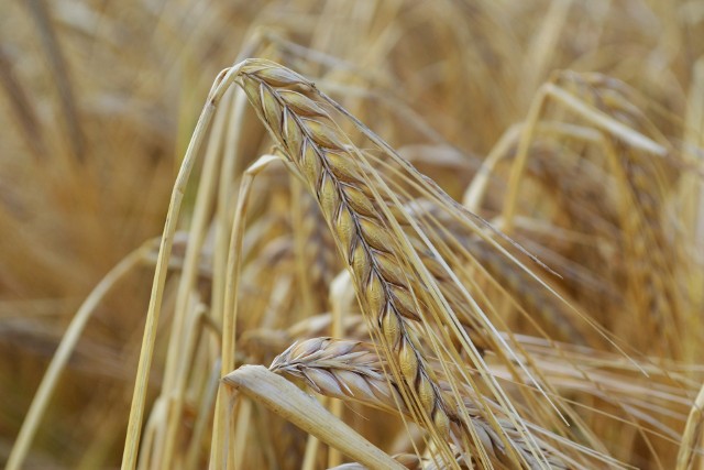 Jęczmień znajduje się na czwartym miejscu w rankingu roślin uprawnych – za pszenicą, kukurydzą i ryżem. Konsorcjum przez cały okres realizacji projektu było w stałym kontakcie ze współpracującymi stacjami hodowli w Europie, informując o postępach prac badawczych w wydawanym biuletynie.