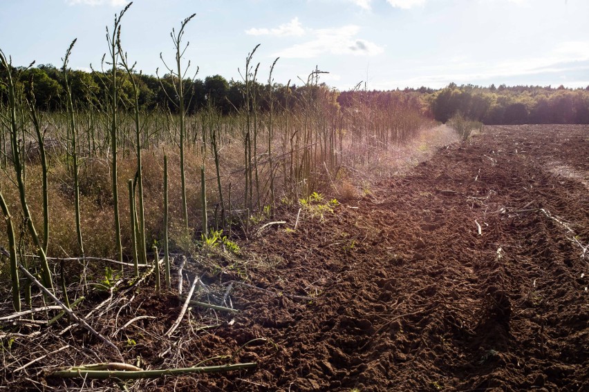 Dolny Śląsk: Niszczą 200 hektarów pola ze szparagami. Ludzie zbierają sami za darmo