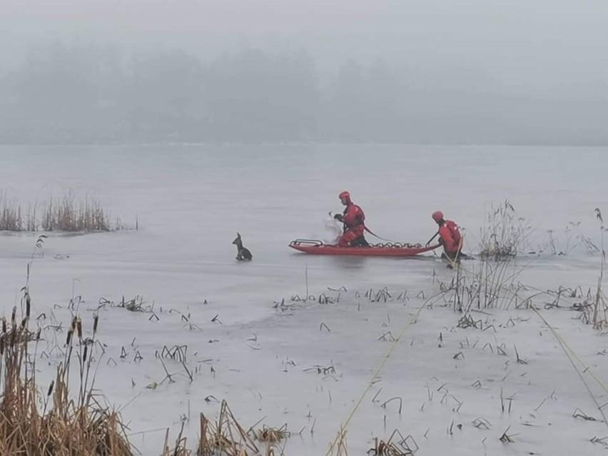 Strażacy wyciągają sarnę ze zbiornika wodnego