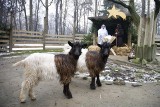 Żywa szopka i zagadki. Krakowskie zoo zachęca do odwiedzin w nadchodzące święta