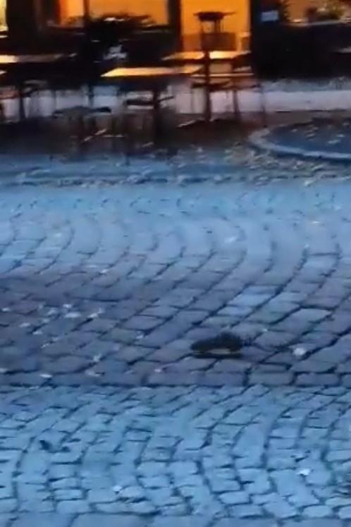 Szczury grasują w biały dzień na ulicy Nowobramskiej. Zdaniem specjalisty, deratyzacja w Słupsku jest robiona tak, że go to nie dziwi