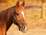 Tragiczny wypadek w stadninie koni w powiecie poddębickim. Nie żyje 10-latka, na którą miał nadepnąć koń