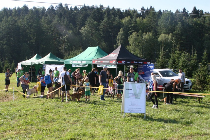 62 zespoły rywalizowały w sobotę na trasach Dogtrekkingu...