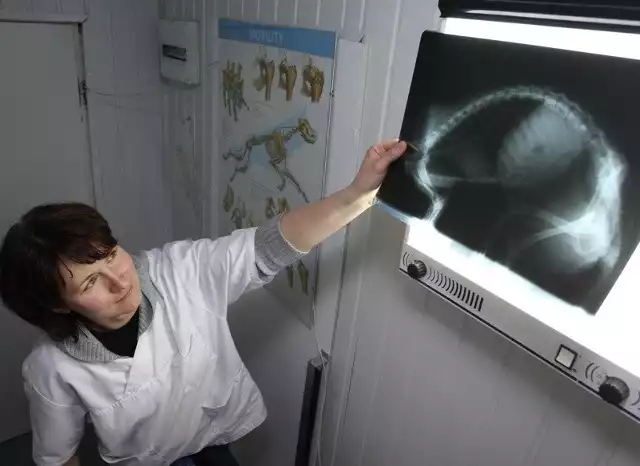 Rannemu borsukowi wykonaliśmy zdjęcie rentgenowskie, aby stwierdzić, czy można go jeszcze leczyć &#8211; mówi Karolina Szeszko-Baran z przychodni Alwet.