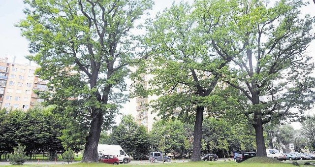 Na miano pomników przyrody zasługują m.in. trzy okazałe dęby przy ul. Walerego Sławka