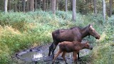  Mały łoś z mamą nagrany w lesie pod Częstochową. Zobaczcie FILM od Leśnego Kawalera