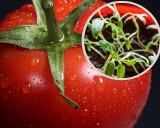 Czy skiełkowane pomidory są toksyczne? Zobacz, co robić, jeśli zobaczysz w środku kiełki z pestek pomidora