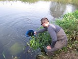 W Szramowie do Drwęcy wpuszczono ok. 14 tys. jesiotrów ostronosych. Ten wymarły gatunek ma wrócić do polskich rzek. Zobaczcie zdjęcia