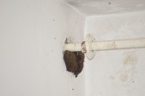 Nietoperze zadomowiły się w bloku w Szczecinku [zdjęcia]