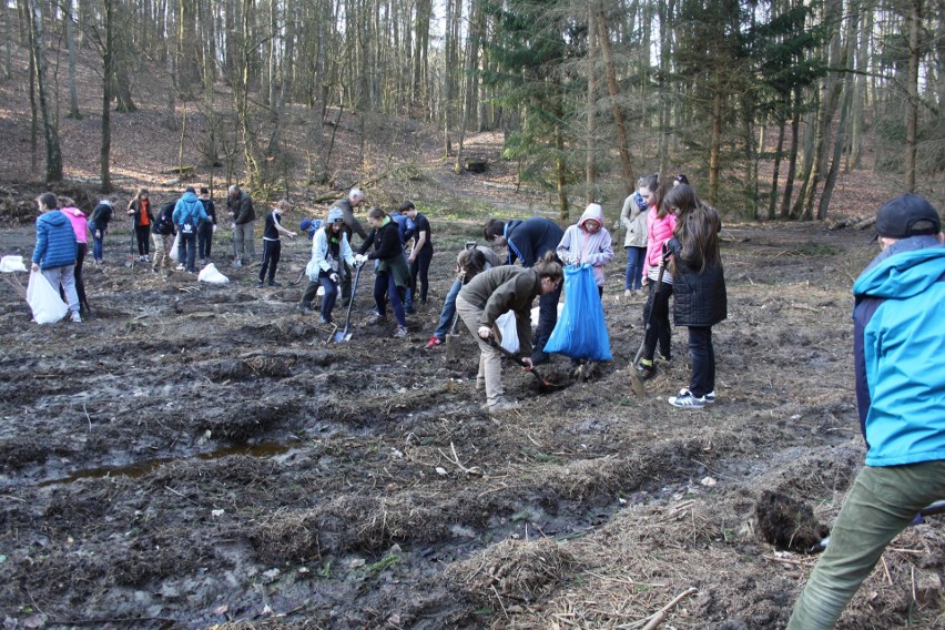 Uczniowie ze Szczecina posadzili 1500 drzew [ZDJĘCIA]