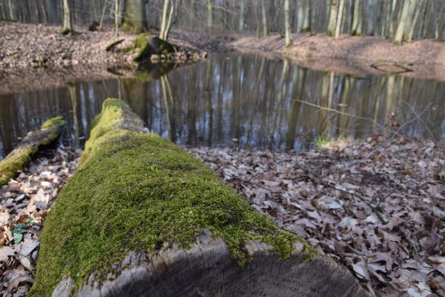 Dolina Środkowej Odry w okolicach wsi Wysokie w gminie Czerwieńsk.