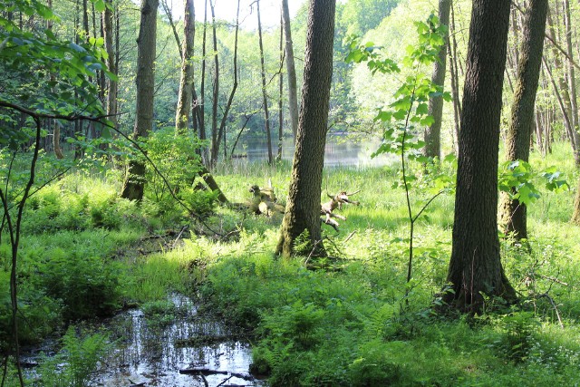 Źródliska w Puszczy Bydgoskiej stanowią cenne ekosystemy. Na razie rząd nie przewiduje zmiany przebiegu trasy S10