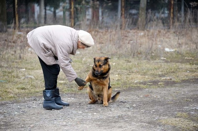 Jeden z mieszkających przy ul. Plażowej psów nadal czuje się gospodarzem tego terenu. Do dokarmiających go osób jest nastawiony przyjaźnie.