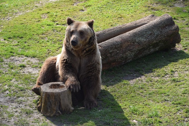 Wiosna w Akcent ZOO