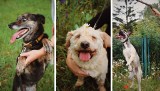 Inowrocław - Światowy Dzień Psa. Te psy ze schroniska w Inowrocławiu szukają nowego domu. Przepiękne zdjęcia