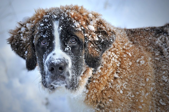 Oto 6 kluczowych aspektów, które każdy właściciel psa powinien wziąć wziąć pod uwagę, żeby jego czworonóg cieszył się zimą bez dyskomfortu i problemów zdrowotnych. Sprawdź, na co zwracać uwagę! >>>
