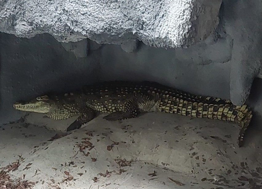 Krokodyl trafił do poznańskiego zoo. Jaką kryje historię?