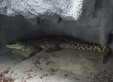 Krokodyl nilowy Ancalagon trafił do zoo w Poznania. Jego życiu zagrażało niebezpieczeństwo
