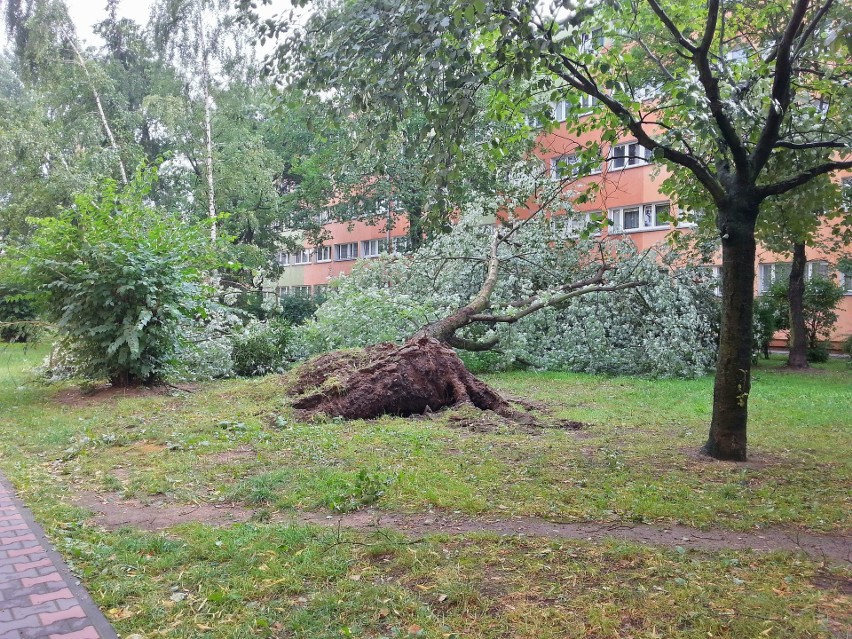 Burza w Łodzi. Nawałnica nad Łodzią. Powalone drzewa, gałęzie na drogach, zalane ulice [ZDJĘCIA]