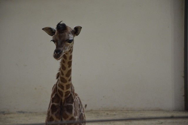 Mała żyrafa urodziła się w zoo w Opolu.