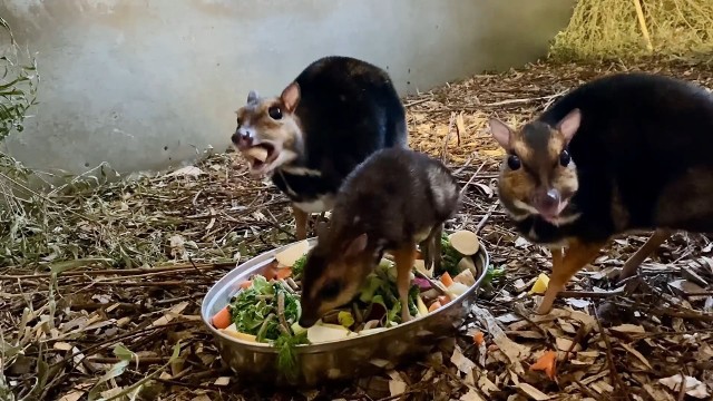 Samiec jest o tyle ważny, że w innych ogrodach zoologicznych na świecie jest ich tylko dwóch. Narodziny kolejnego kanczyla rodzaju męskiego ułatwią hodowlę zachowawczą tego zagrożonego wyginięciem gatunku.