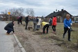 W Starachowicach wykopali posadzone brzozy. Na polecenie urzędników miejskich 