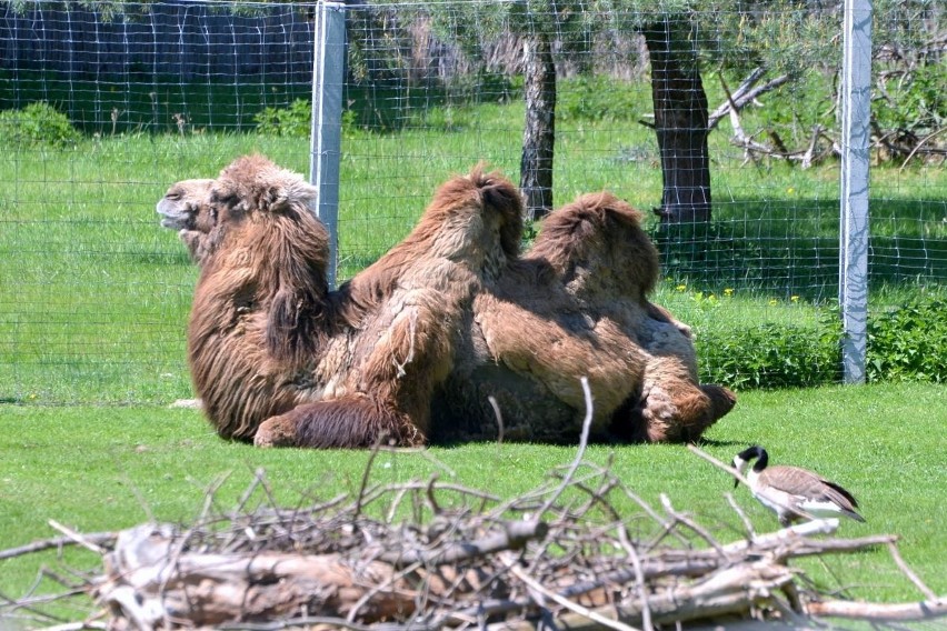 Pierwsze ZOO w województwie świętokrzyskim! Powstało z pasji... (WIDEO, zdjęcia)