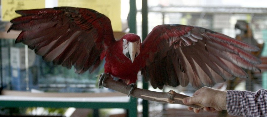 20.11.2009 gdansk papuga karol w sklepie zoologicznym na...