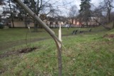Wandale połamali drzewka posadzone przez społeczników na ulicy Struga w Opolu 