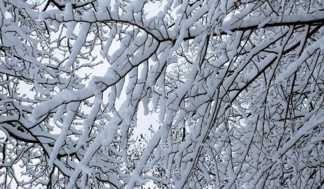 Od kilku lat w Polsce mamy do czynienia z łagodną i niezbyt śnieżną zimą.