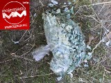 mmkoszalin.eu: Koszalinianin znalazł worek podartych stuzłotówek na osiedlu Śniadeckich