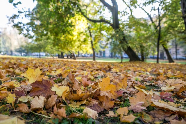 Meteorolodzy zapowiadają, że ten tydzień będzie chłodniejszy od poprzedniego. Cieszyć mogą mniejsze opady deszczu.Sprawdź prognozę na kolejne dni ---->