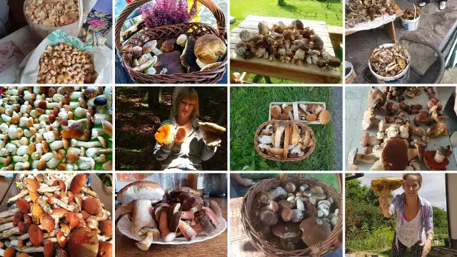 Czy są grzyby? Zdjęcia czytelników "Nowin" pokazują, że z grzybobrania nie można wrócić z pustymi rękami. Zobaczcie sami!