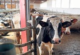 W podmieleckim gospodarstwie krowy doi robot za ponad pół miliona złotych
