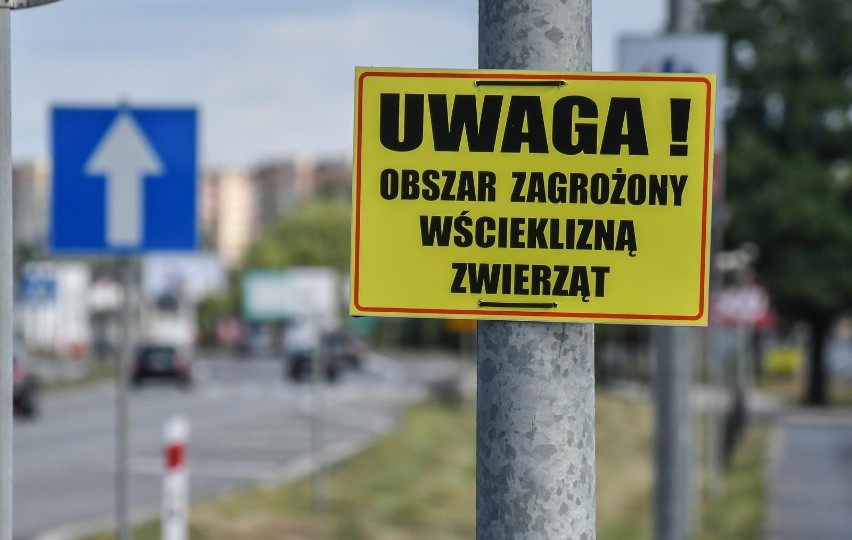 Ognisko wścieklizny w Poznaniu obejmuje cały obszar...