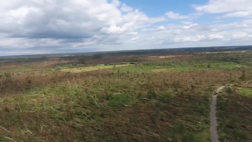 Tragedia w powiecie chojnickim. Ogromne zniszczenia w lasach. Wideo z drona 