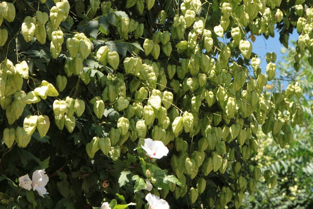 Torebki mydleńca wiechowategoTe zielone torebki to owoce mydleńca wiechowatego, zwanego również roztrzeplinem (łac. Koelreuteria paniculata).