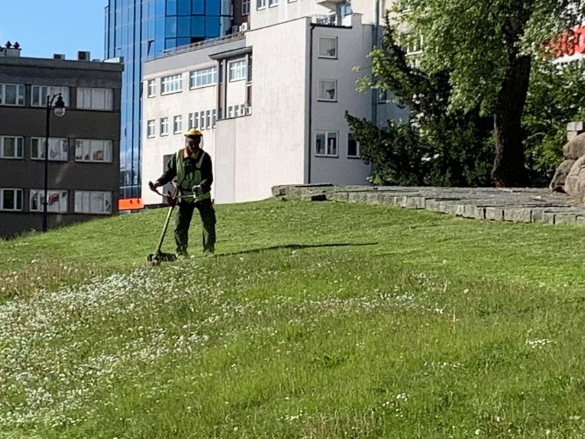 W czwartek (21 maja) koszona była trawa na skarpie obok...