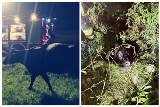 Michałowo. Krowa uwięziona w stawie. Niesforną Nelę uratowali strażacy ochotnicy z Michałowa (zdjęcia)