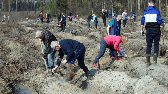 W sobotę prawie 150 osób sadziło Las Europejski w Dąbrowie Górniczej