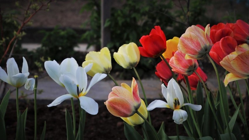 Gdy tulipany przekwitną nie należy przycinać całej...