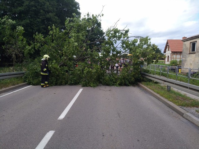 W niedzielę (15.08.2021 r.) po godz. 17 powalone drzewo zablokowała w Trzebielinie drogę krajową nr 21. Zawalidrogę usunęli strażacy z OSP Trzebielino. 